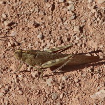 Huge grasshopper on the way to the parking lot of Cueva de Gato
